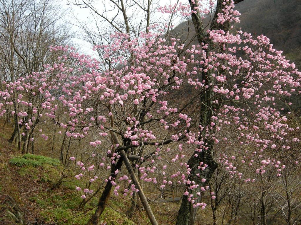 Отель Houshi Onsen Chojukan Минаками Экстерьер фото